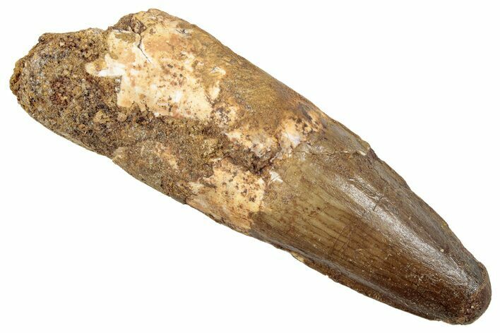 Fossil Spinosaurus Tooth - Real Dinosaur Tooth #267547